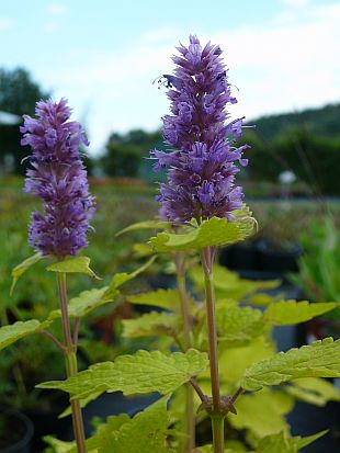 Čmeláci PLUS - Agastache anýzová - Foto profizahrada_cz