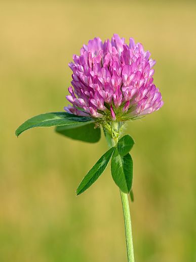 Čmeláci PLUS - Jetel luční - Foto Wiki