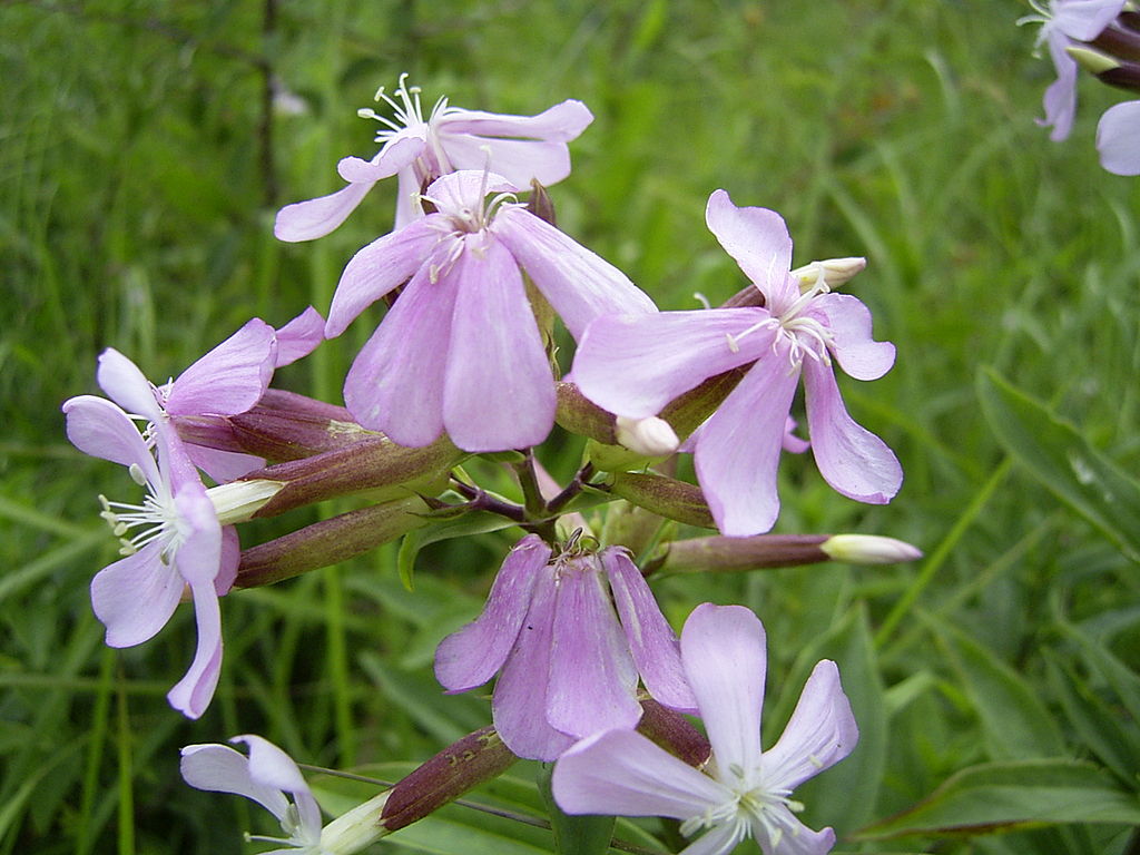 Čmeláci PLUS - Mydlice lékařská - Foto Wiki