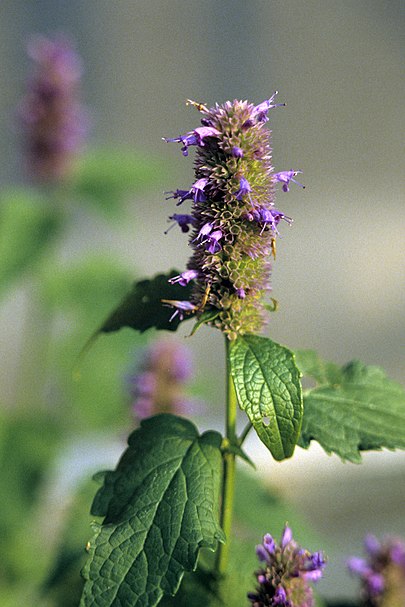 Čmeláci PLUS - Agastache anýzová - Foto Wiki