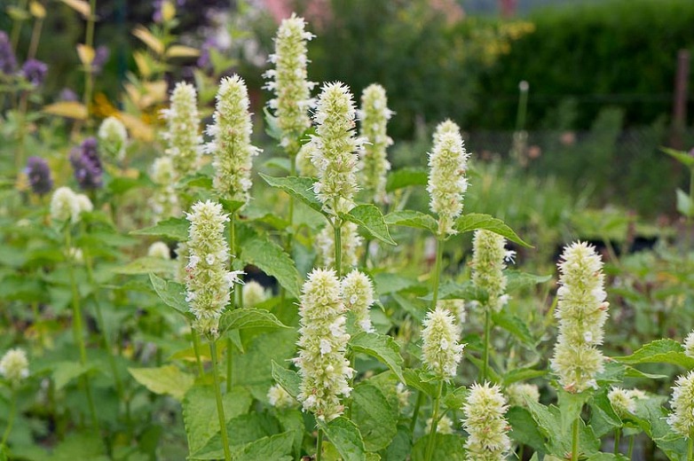 Čmeláci PLUS - Agastache bílá - Foto Internet