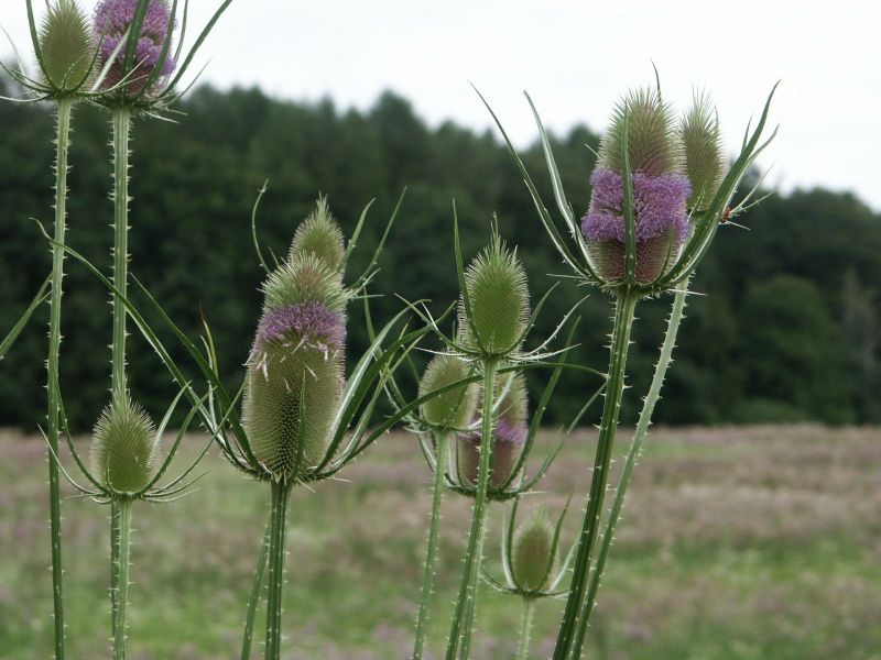 Čmeláci PLUS - Štětka planá - Foto Jiří Ohryzek