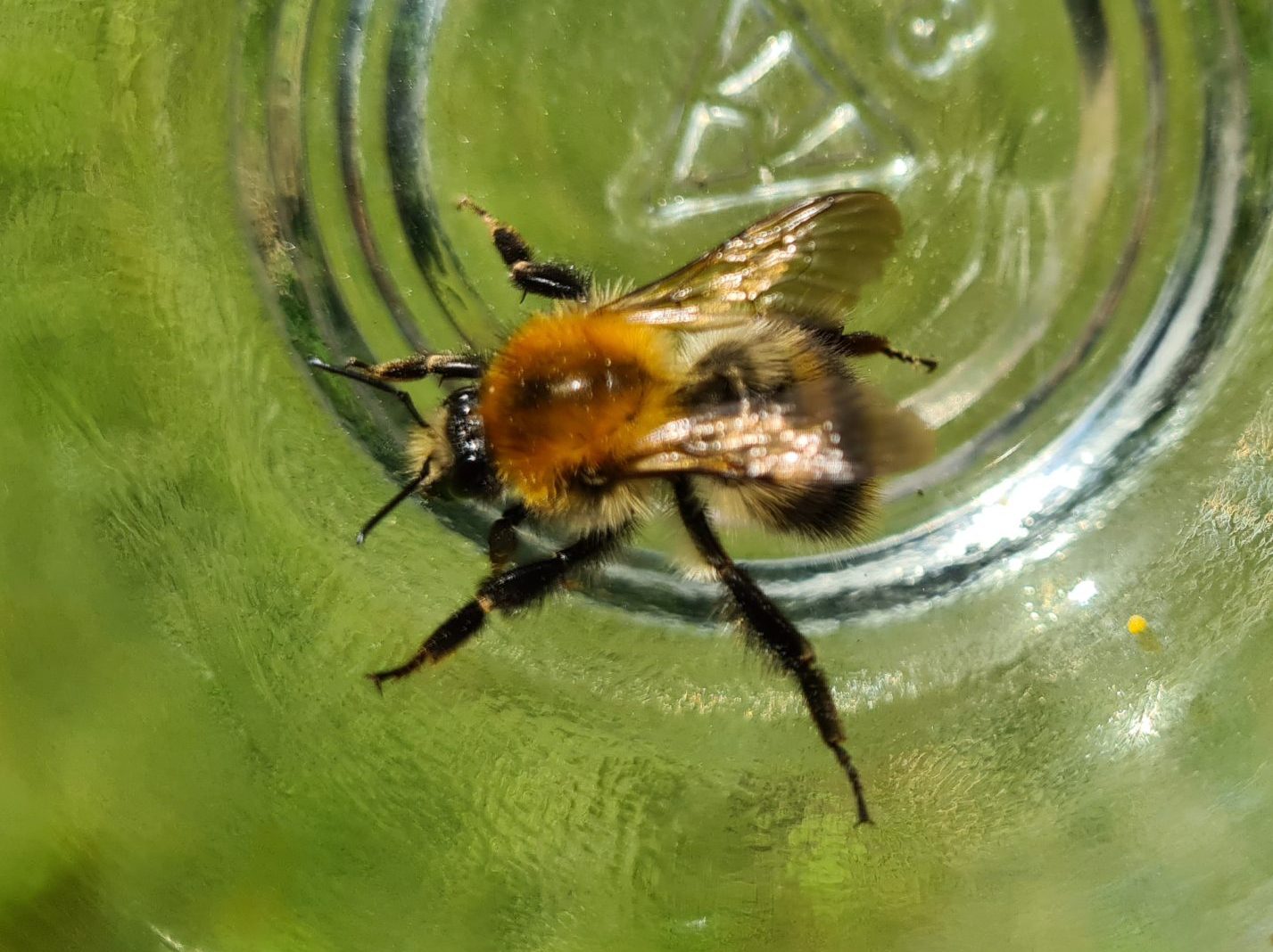 Čmeláci PLUS - Čmelák rolní (Bombus pascuorm) dělnice (worker) - 2021 06 06 - Foto Ondřej Hercog