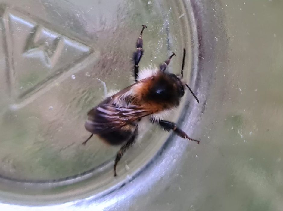 Čmeláci PLUS - Čmelák rolní (Bombus pascuorum)- dělnice (worker) tmavá forma Foto Ondřej Hercog 2021 06 22