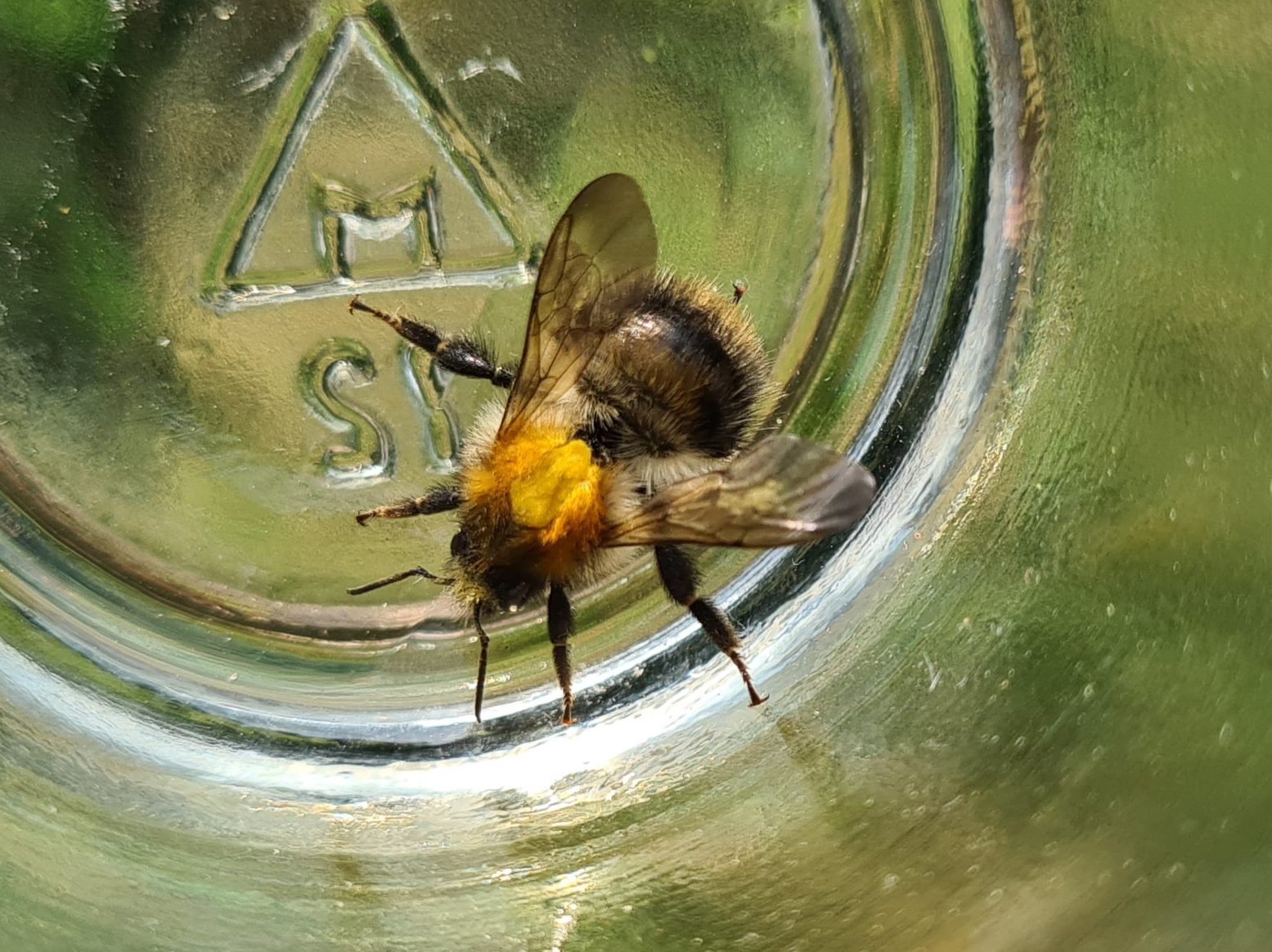 Čmeláci PLUS - Ćmelák rolní (Bombus pascuorm) - dělnice (worker) Foto Ondřej Hercog 2021 08 21