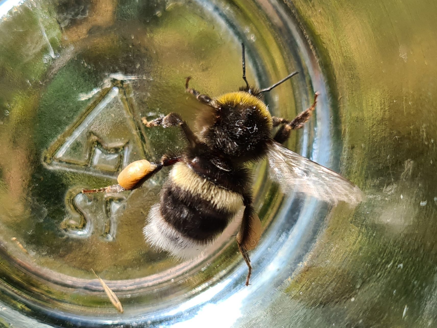 Čmeláci PLUS - Čmelák hájový (Bombus lucorum) - dělnice (worker) - Foto Ondřej Hercog 05 09 2021