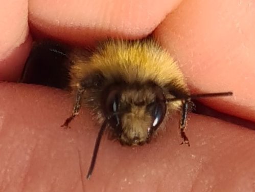 Čmeláci PLUS - Čmelák hájový (Bombus lucorum) - samec (,male) hlava - Foto Ondřej Hercog 23 07 2021