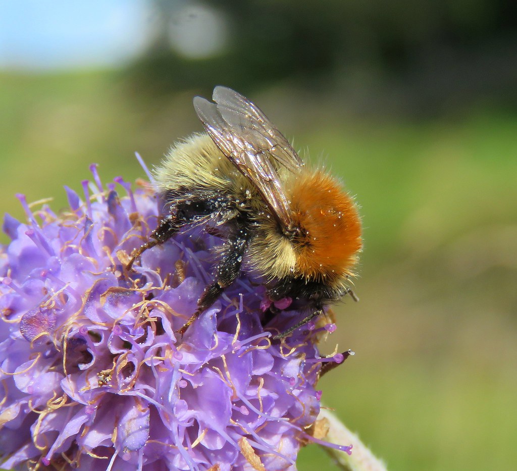 Čmeláci PLUS - Čmelák mechový (Bombus muscorum) dělnice (worker) - Foto Flicker 