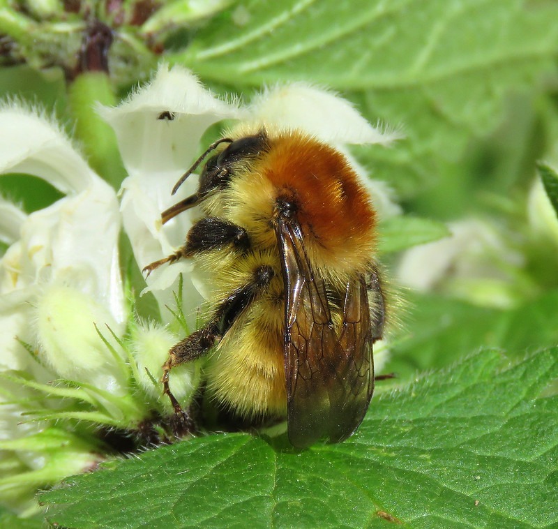 Čmeláci PLUS - Čmelák mechový (Bombus muscorum) matka (queen) - Foto Flicker 2