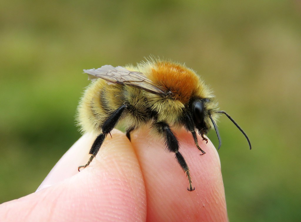 Čmeláci PLUS - Čmelák mechový (Bombus muscorum) samec (male) - Foto Flicker