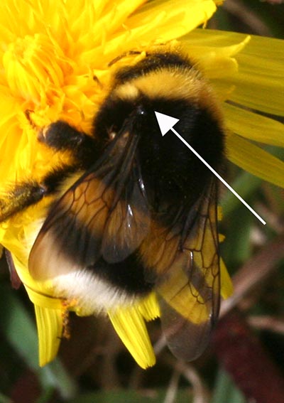 Čmeláci PLUS - Čmelák podvojný - Bombus cryptarum - matka - queen- Foto Donegal Wildlife