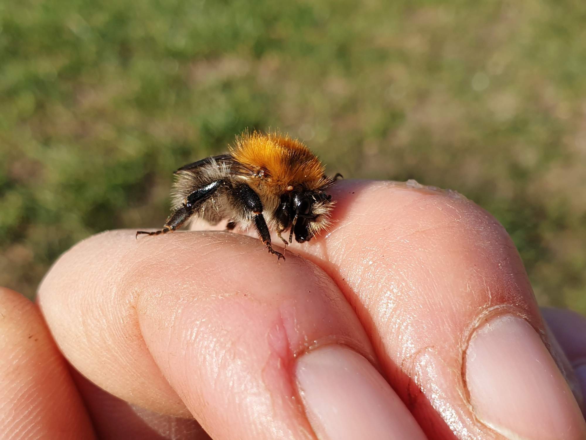 Čmeláci PLUS - Čmelák rolní (Bombus pascuorum) - Foto Ála Ungerová 2020