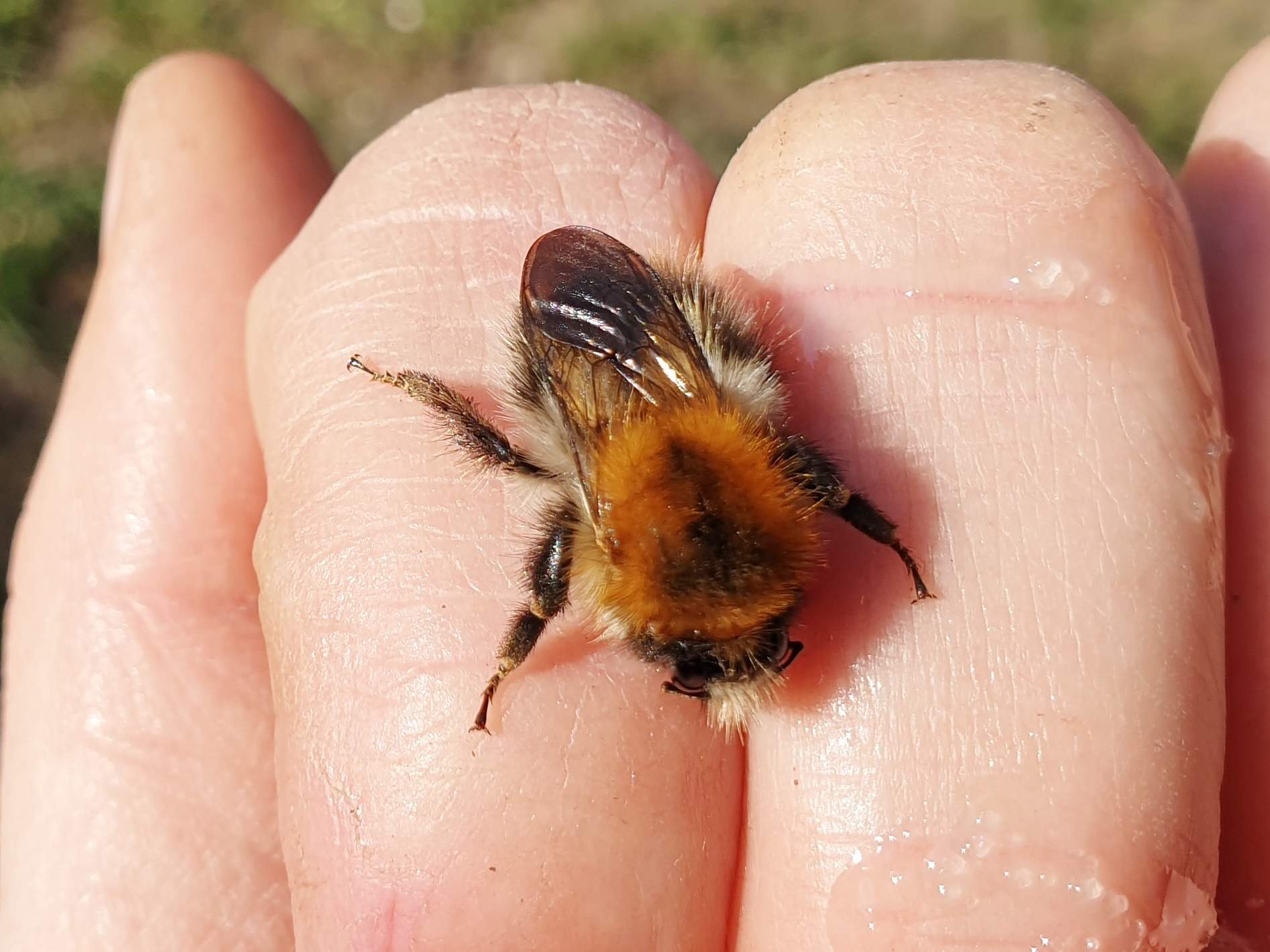 Čmeláci PLUS - Čmelák rolní (Bombus pascuorum) - Foto Ála Ungerová 2020