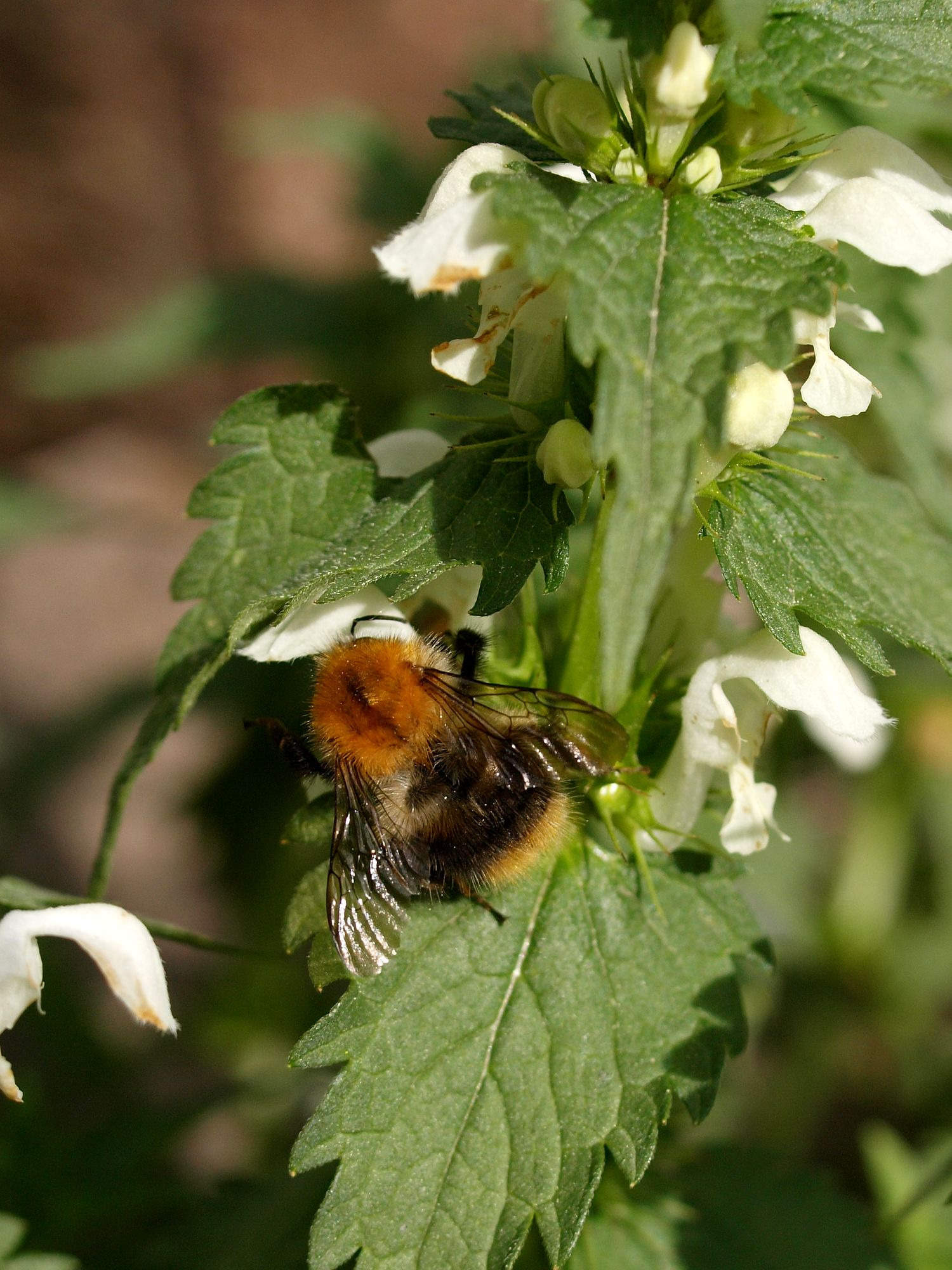 Čmeláci PLUS - Čmelák rolní (Bombus pascuorum) - Foto Ála Ungerová 2020