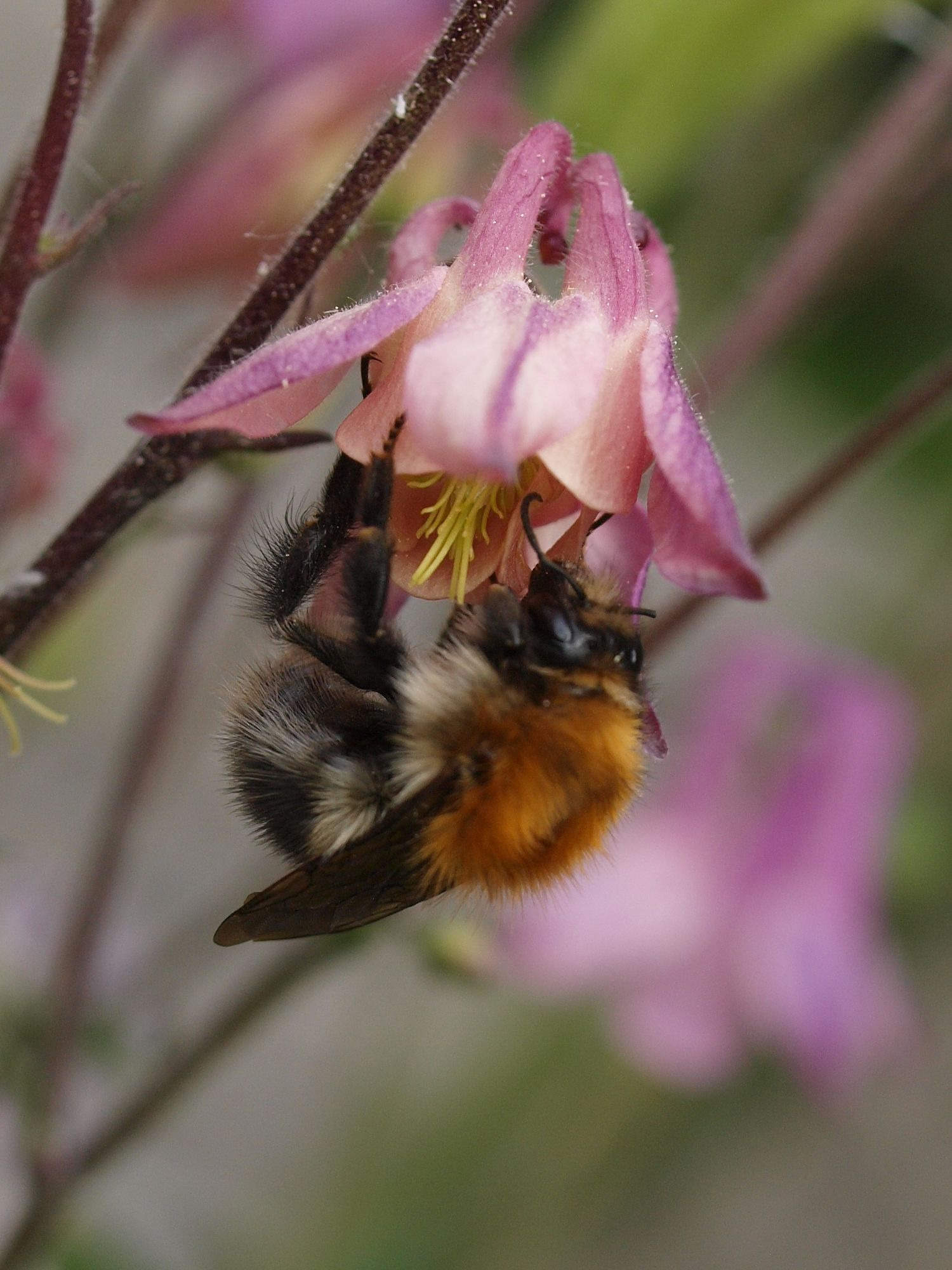 Čmeláci PLUS - Čmelák rolní (Bombus pascuorum) - Foto Ála Ungerová 2020