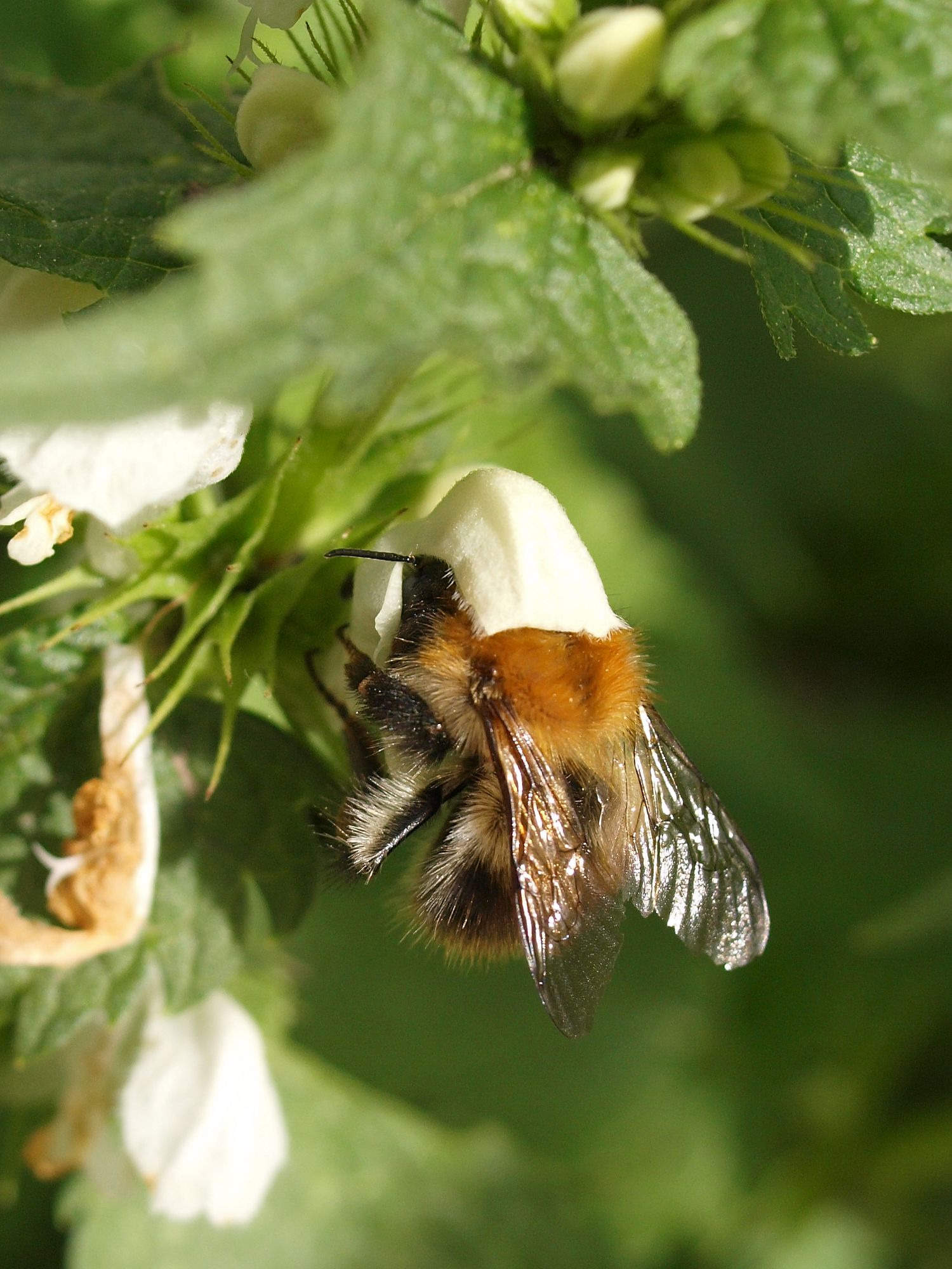 Čmeláci PLUS - Čmelák rolní (Bombus pascuorum) - Foto Ála Ungerová 2020 