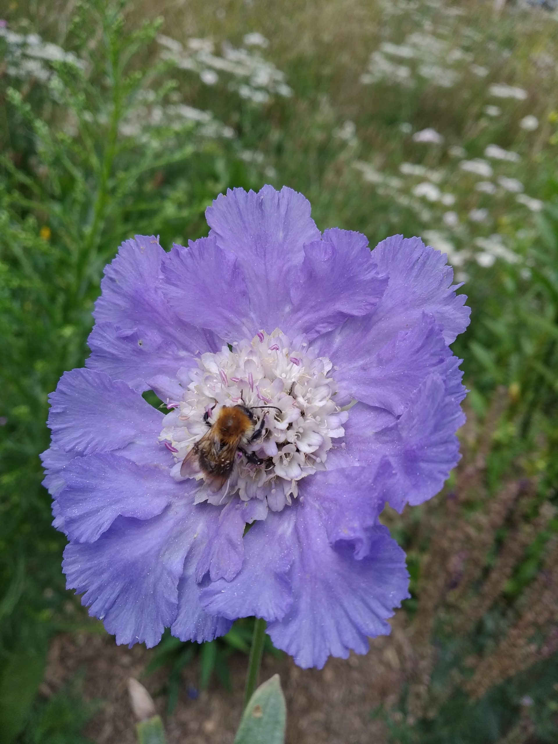 Čmeláci PLUS - Čmelák rolní (Bombus pascuorum) - Foto Vít Cach 2019