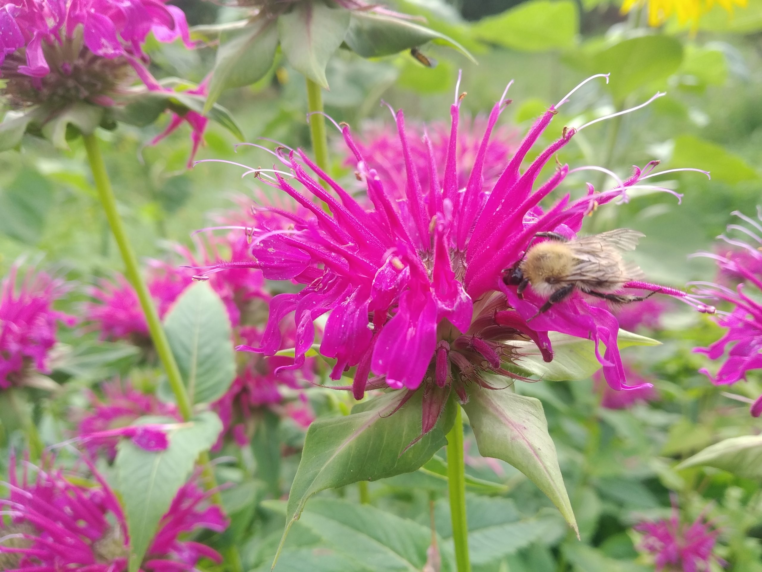 Čmeláci PLUS - Čmelák rolní (Bombus pascuorum) - Foto Vít Cach 2020