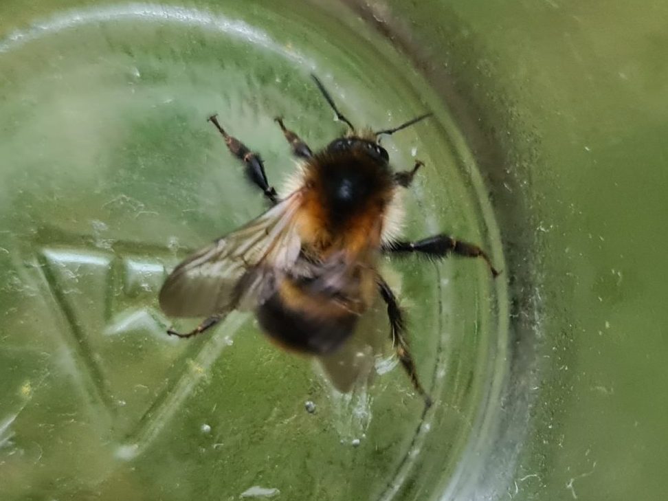 Čmeláci PLUS - Čmelák rolní (Bombus pascuorum)- dělnice (worker) tmavá forma Foto Ondřej Hercog 2021 06 22