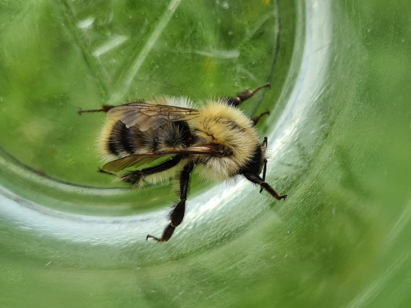 Čmeláci PLUS - Čmelák rolní (Bombus pascuorum) - děnice (worker) - Foto Ondřej Hercog 2021 08 08