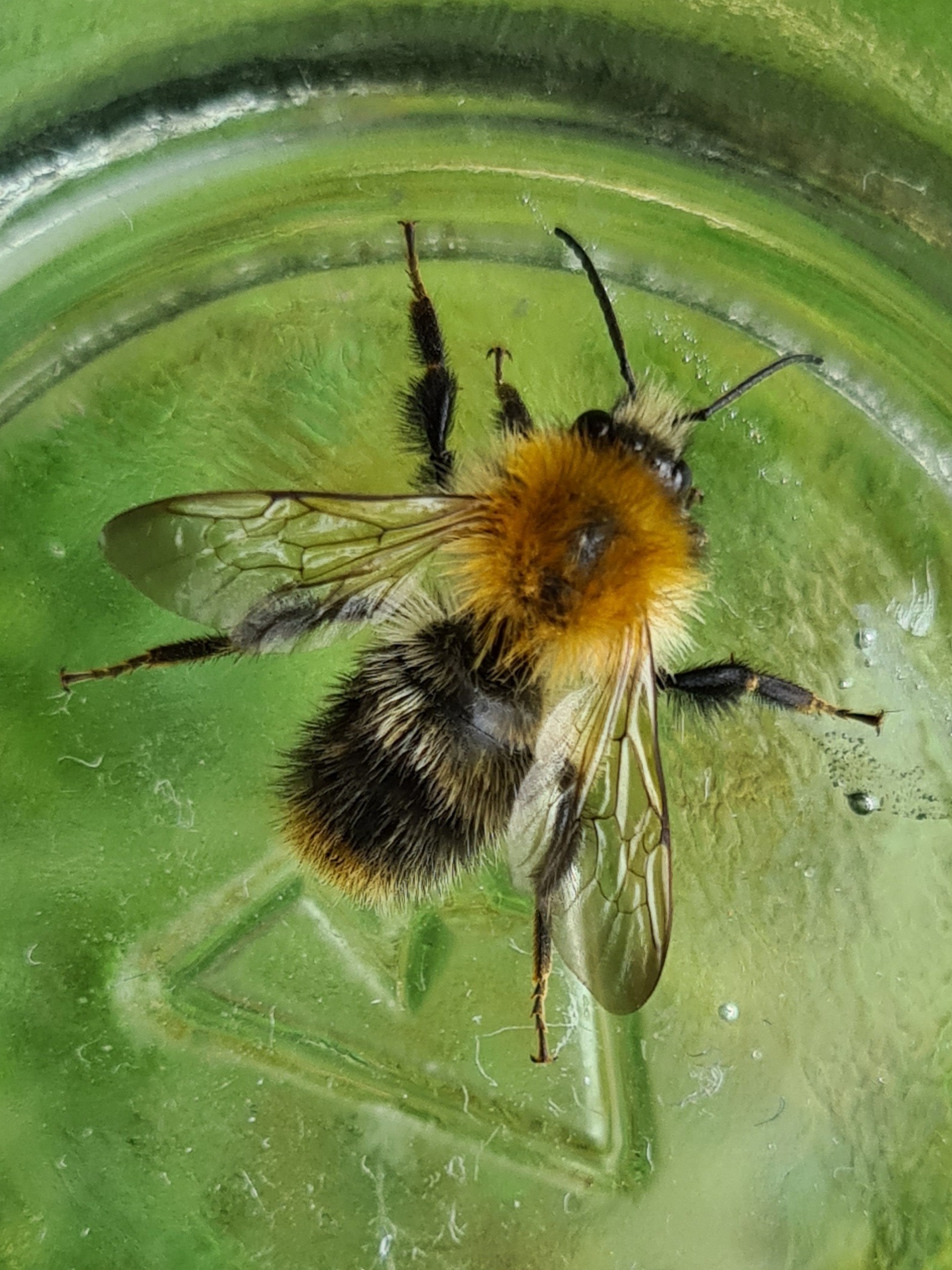 Čmeláci PLUS - Čmelák rolní (Bombus pascuorum) - samec (male) - Foto Ondřej Hercog 2021 08 07