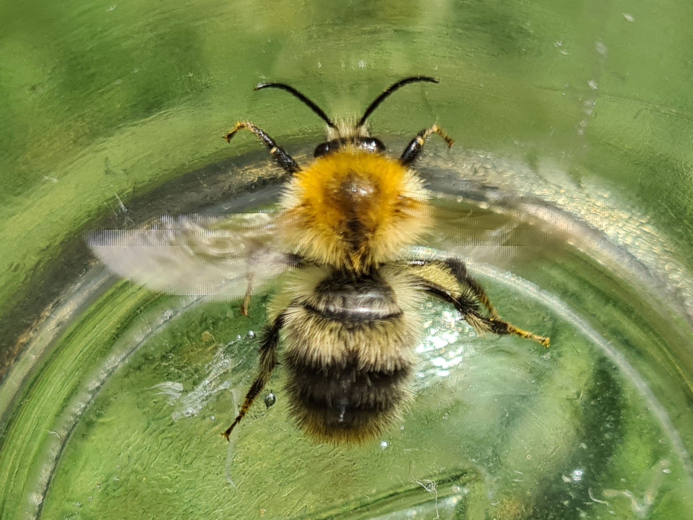 Čmeláci PLUS - Čmelák rolní (Bombus pascuorum) - samec (male) - Foto Ondřej Hercog 2021 08 07