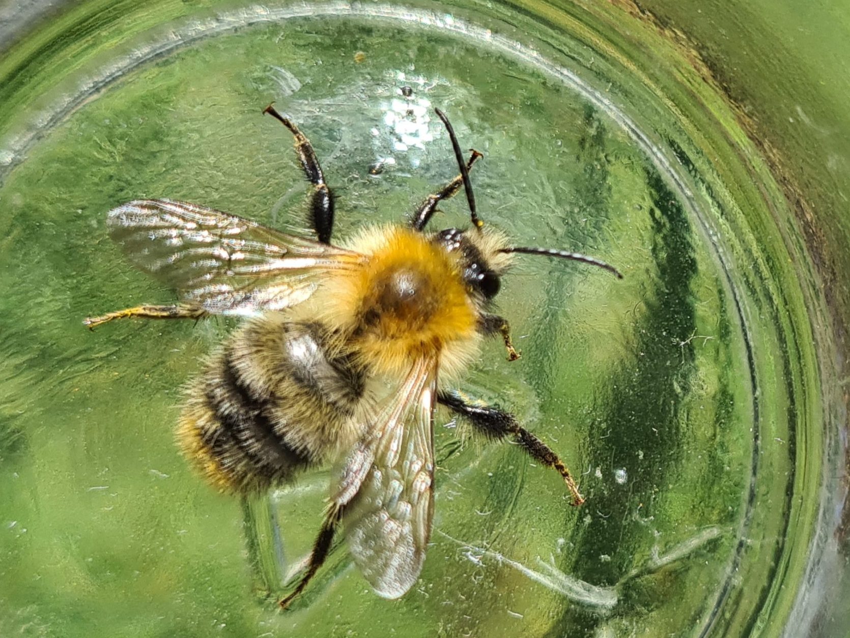 Čmeláci PLUS - Čmelák rolní - Bombus pascuorum - samec - male - Foto Ondřej Hercog 2021 08 07 (2)