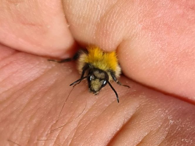 Čmeláci PLUS - Čmelák rolní (Bombus pascuorum) - samec (male) - Foto Ondřej Hercog 2021 08 07 (4)