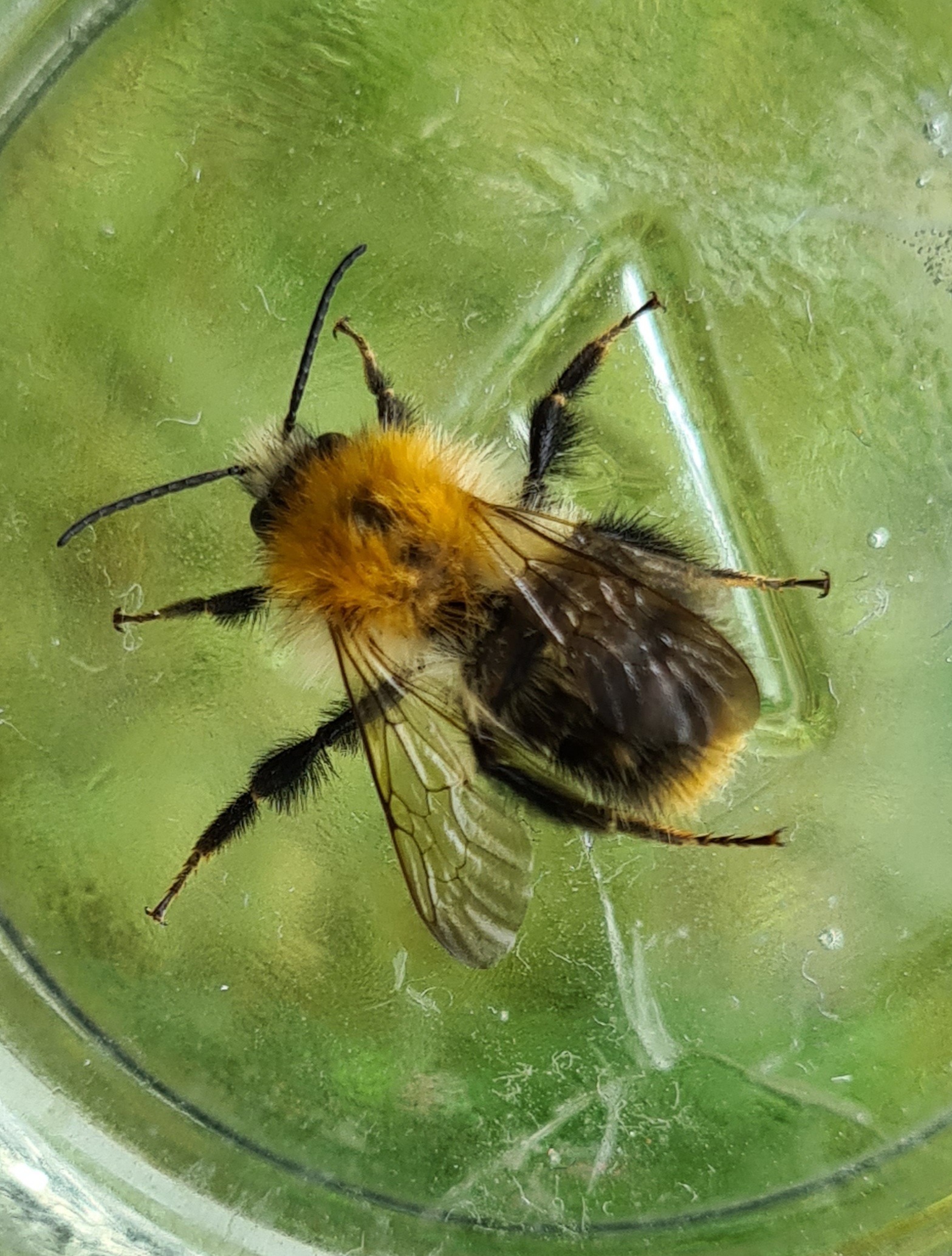 Čmeláci PLUS - Čmelák rolní (Bombus pascuorum) - samec (male) - Foto Ondřej Hercog 2021 08 07