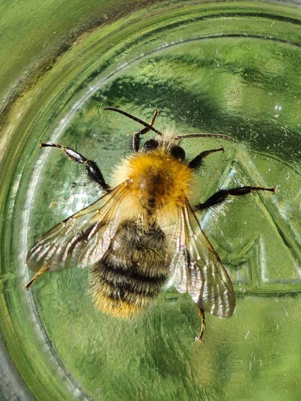 Čmeláci PLUS - Čmelák rolní (Bombus pascuorum) - samec (male) - Foto Ondřej Hercog 2021 08 07