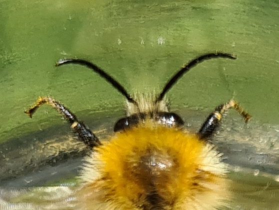 Čmeláci PLUS - Čmelák rolní (Bombus pascuorum) - samec  (male) - tykadla - Foto Ondřej Hercog 2021 08 07  