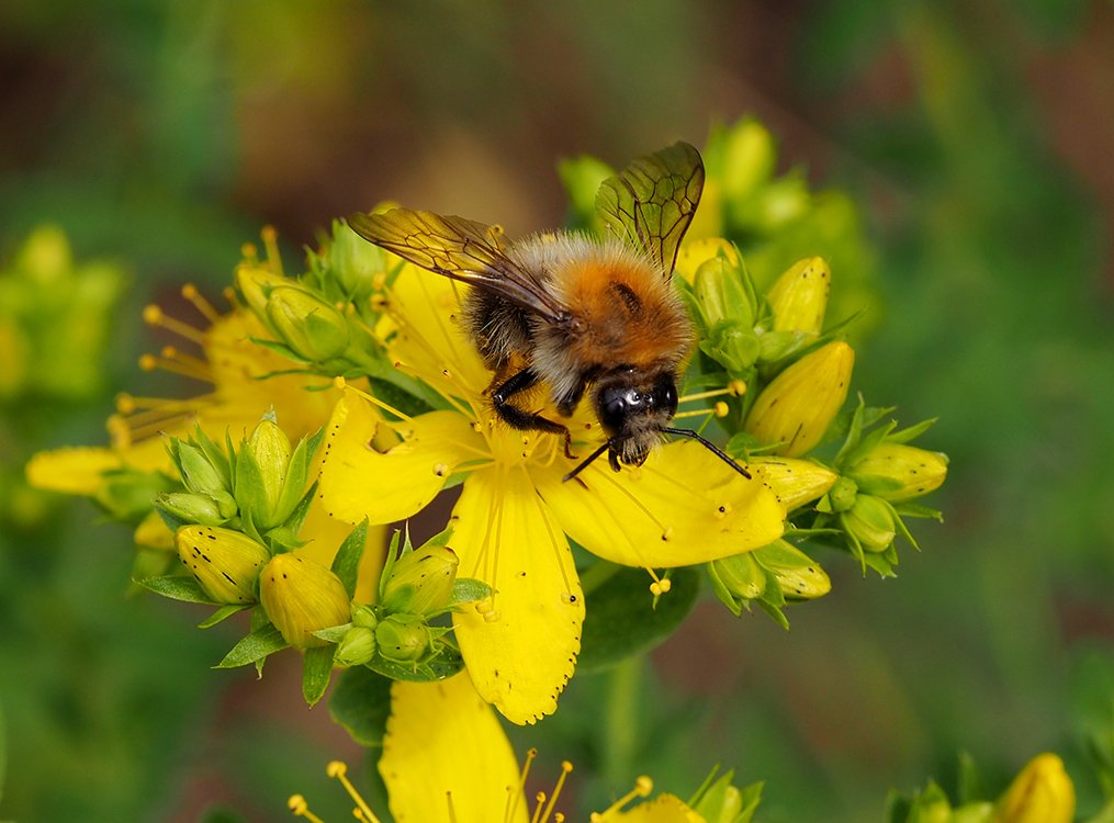 Čmeláci PLUS - Čmelák rolní (Bombus pascurom) - dělnice (worker) - Foto Hana Kříženecká