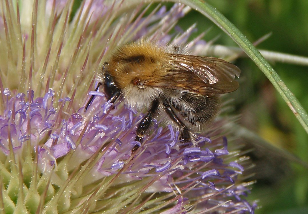 Čmeláci PLUS - Čmelák rolní (Bombus pascurom) - dělnice (worker) - Foto Hana Kříženecká