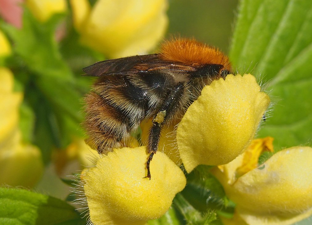 Čmeláci PLUS - Čmelák rolní (Bombus pascurom) - matka (queen) - Foto Hana Kříženecká