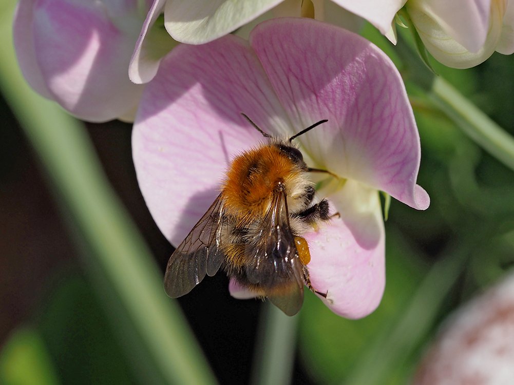 Čmeláci PLUS - Čmelák rolní (Bombus pascurom) - matka (queen) - Foto Hana Kříženecká