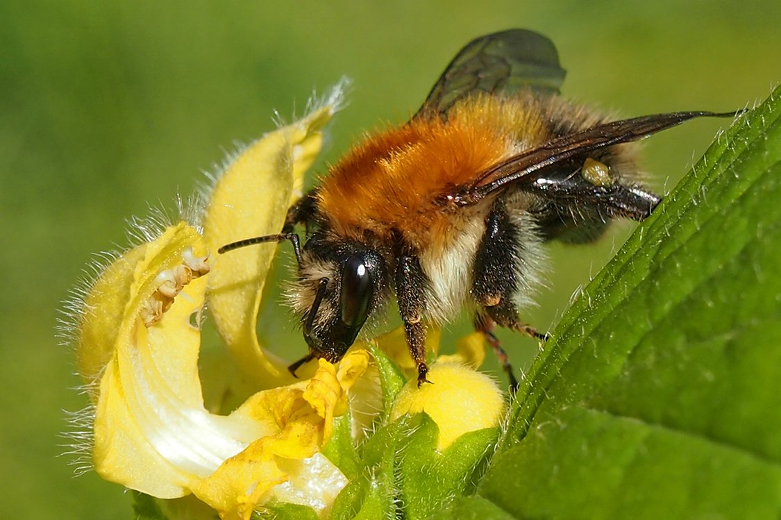 Čmeláci PLUS - Čmelák rolní (Bombus pascurom) - matka (queen) - Foto Hana Kříženecká