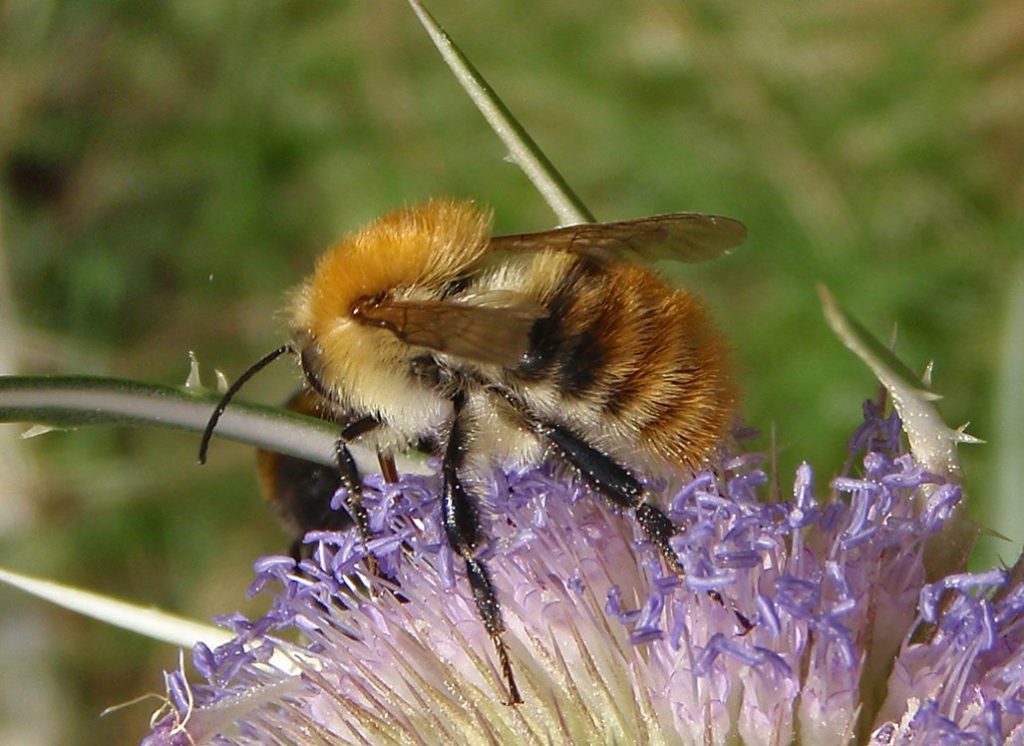 Čmeláci PLUS - Čmelák rolní (Bombus pascurom) - samec (male) Foto Hana Kříženecká