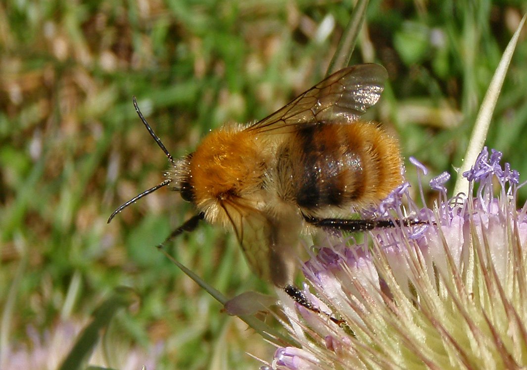 Čmeláci PLUS - Čmelák rolní (Bombus pascurom) - samec (male) Foto Hana Kříženecká