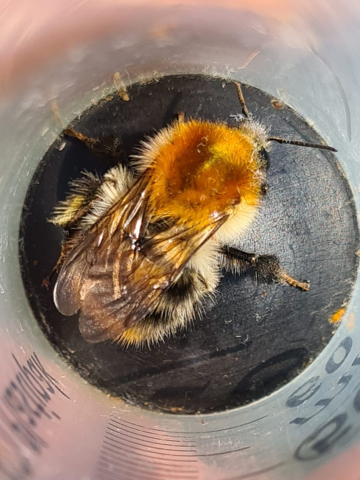 Čmeláci PLUS - Čmelák rolní (Bombus pascuorum) - matka (queen) - Foto Ondřej Hercog2021 05 17