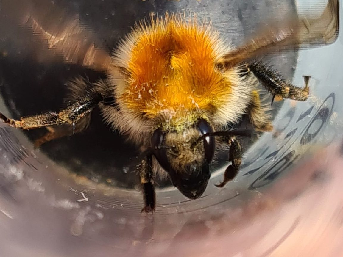 Čmeláci PLUS - Čmelák rolní (Bombus pascuorum) - matka (queen) - Foto Ondřej Hercog 2021 05 17