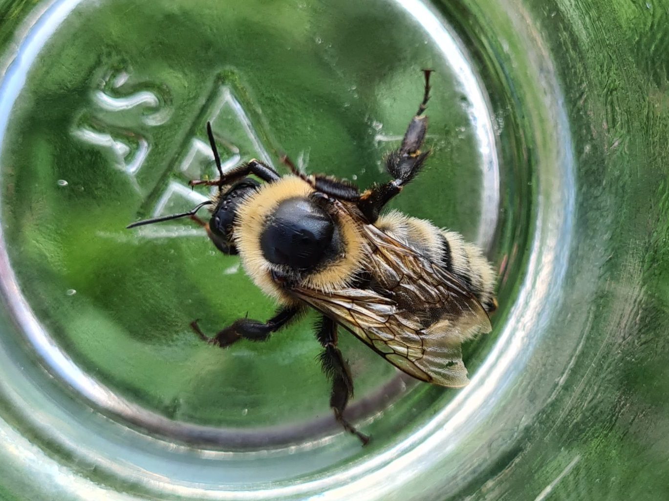 Čmeláci PLUS - Čmelák zdobený (Bombus distinguendus) dělnice (worker) - Foto Ondřej Hercog 2021 08 29