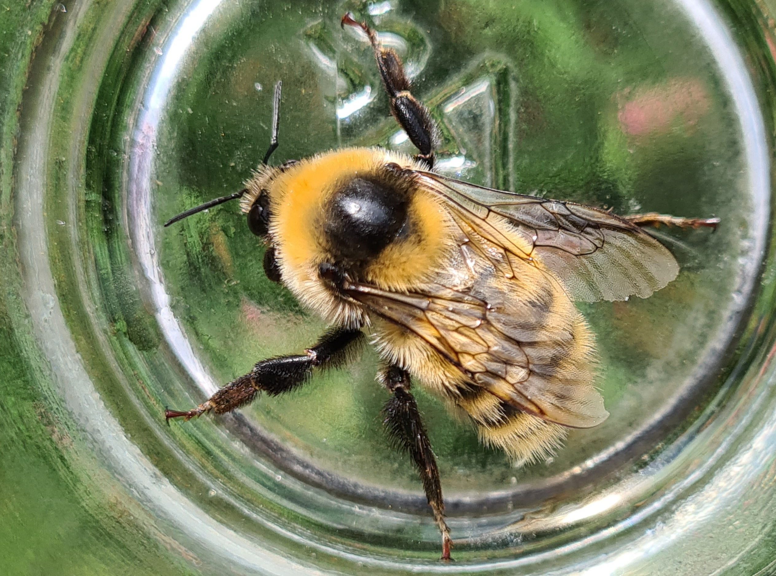 Čmeláci PLUS - Čmelák zdobený (Bombus distinguendus) matka (queen) - Foto Ondřej Hercog 2021 08 29