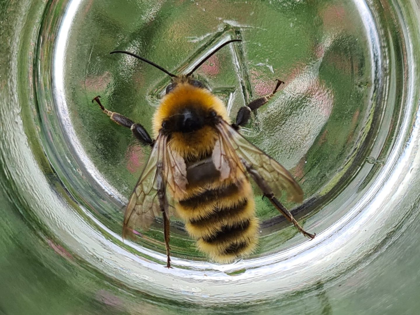 Čmeláci PLUS - Čmelák zdobený (Bombus distinguendus) samec (male) - Foto Ondřej Hercog 2021 08 29