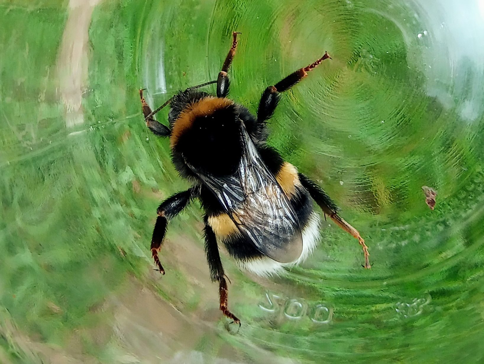 Čmeláci PLUS - Čmelák zemní (Bombus terrestris damlatinus) - matka (queen) Foto Jan Frantl 16 8 2021