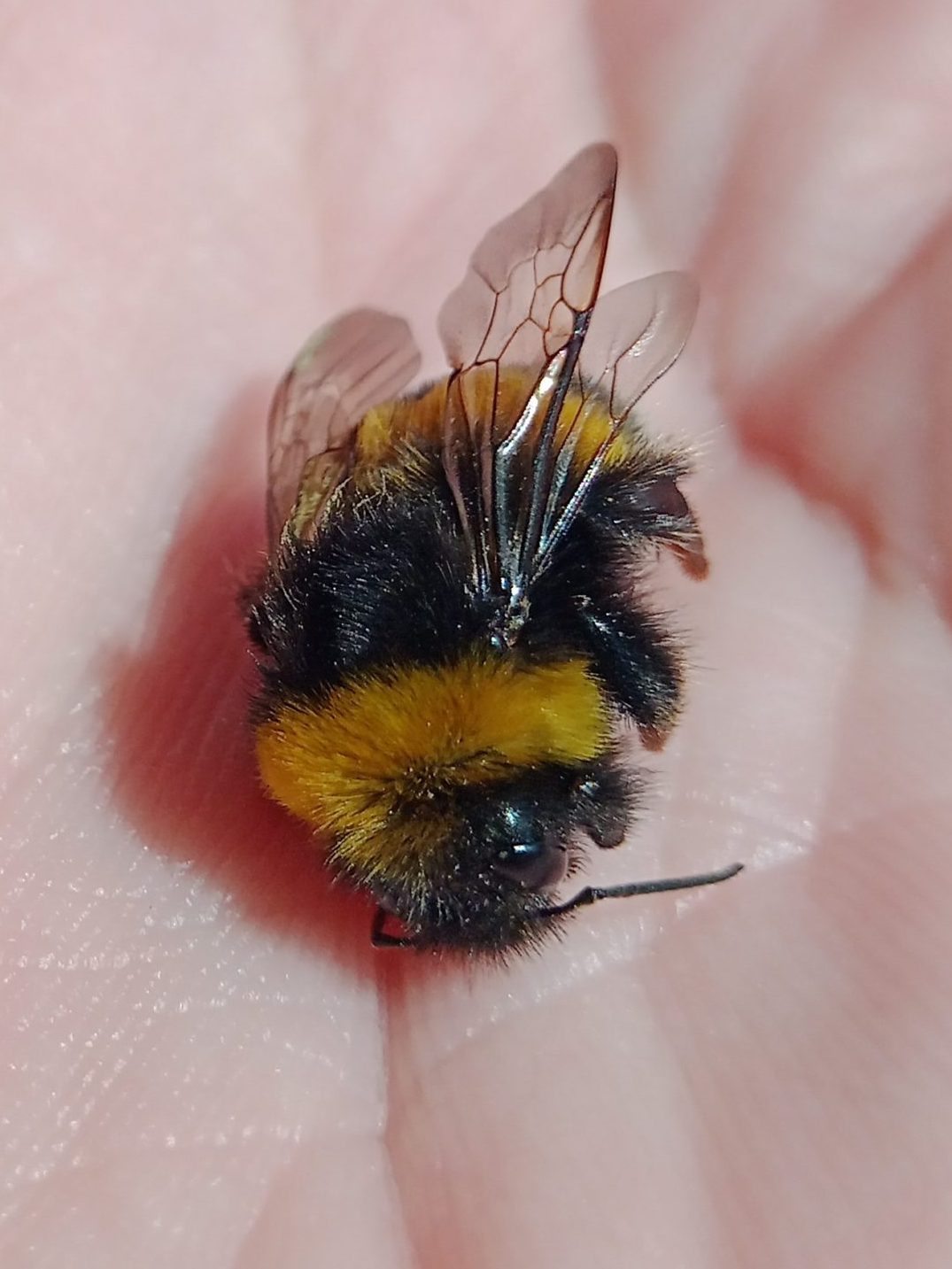 Čmelák zemní (Bombus terrestris dalmatinus) - samec (male) Foto: Jan Frantl 21 8 2021