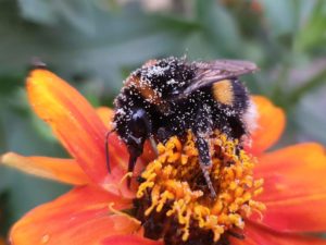 Čmeláci PLUS - Čmelák zemní (Bombus terrestris) - dělnice (worker) - Foto Ála Ungerová 15 10 2019