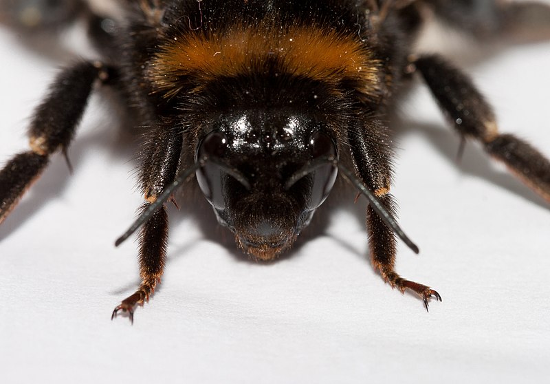 Čmeláci PLUS - Čmelák zemní Bombus terrestris - detail hlavy matky s jednoduchými očky (ocelli) - Foto Wiki