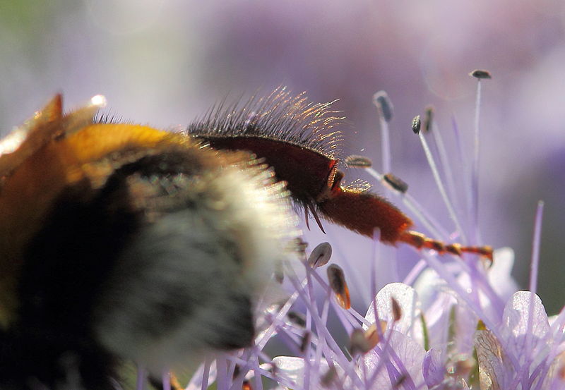 Čmeláci PLUS - Čmelák zemní (Bombus terrestris) - detail nohy - matka - Zdroj Wiki