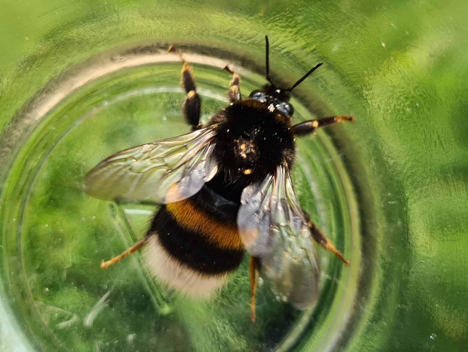 Čmeláci PLUS - Čmelák zemní (Bombus terrestris) - matka tmavá forma - (queen) - Foto Ondřej Hercog 09 08 2021