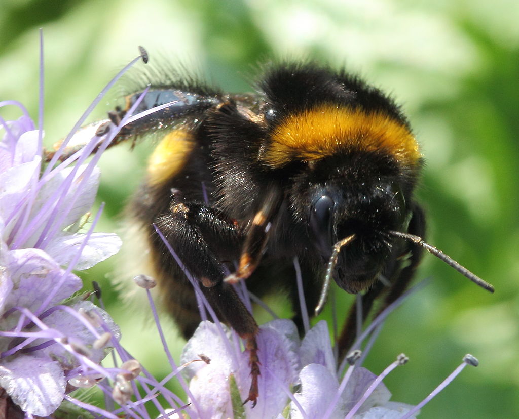 Čmeláci PLUS - Čmelák zemní  (Bombus terrestris) - matka (queen) - Foto Holger Casselmann